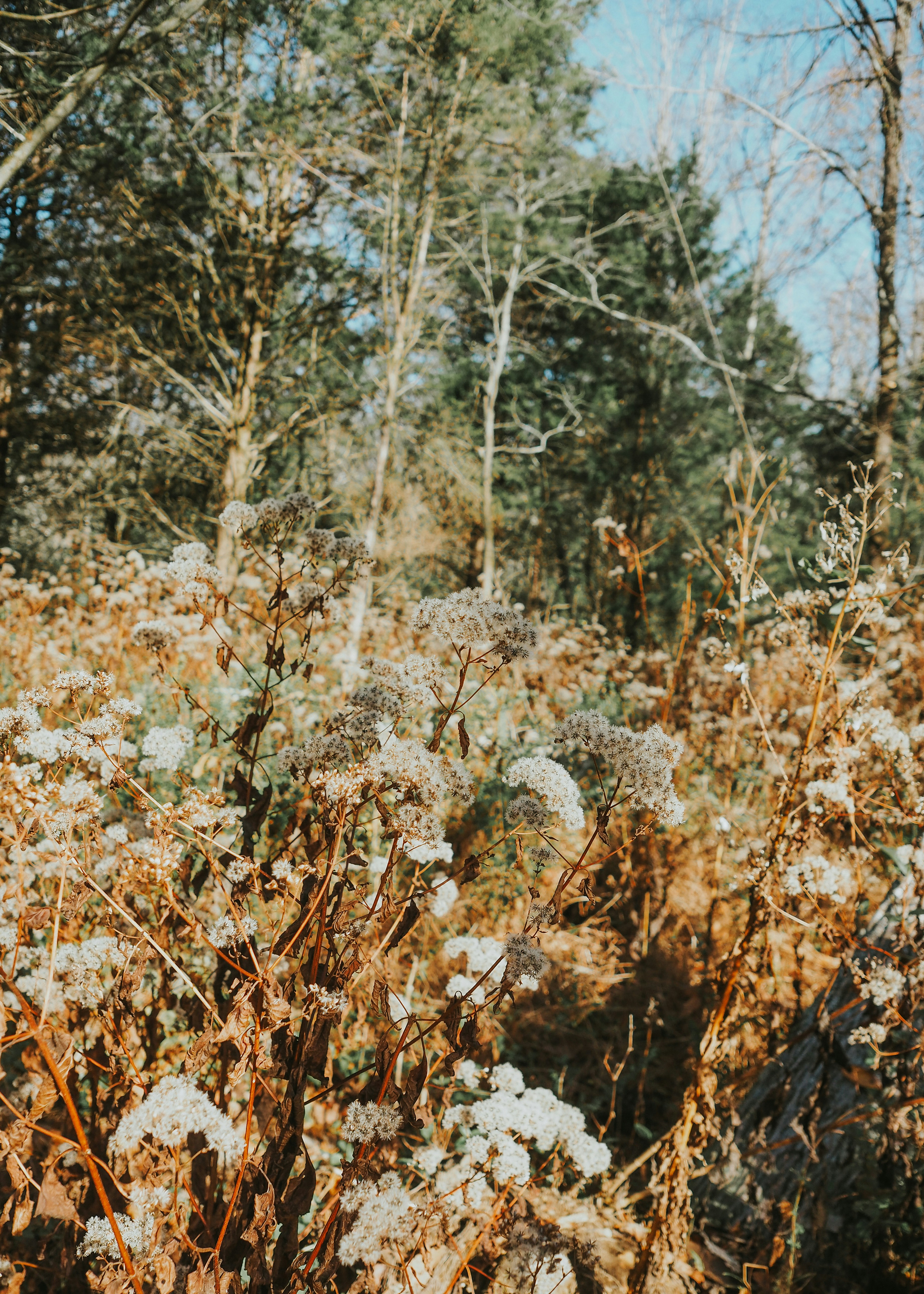 Photo by fieldworkframes