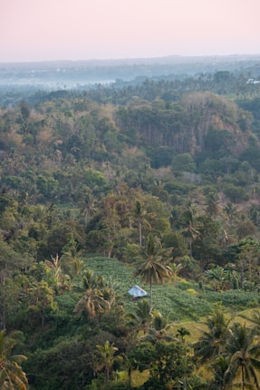 A lush, green landscape with dense tropical forest and large-leaved trees. A small structure with a metal roof is nestled among the vegetation. In the distance, a faint mist covers the horizon under a soft pink sky.