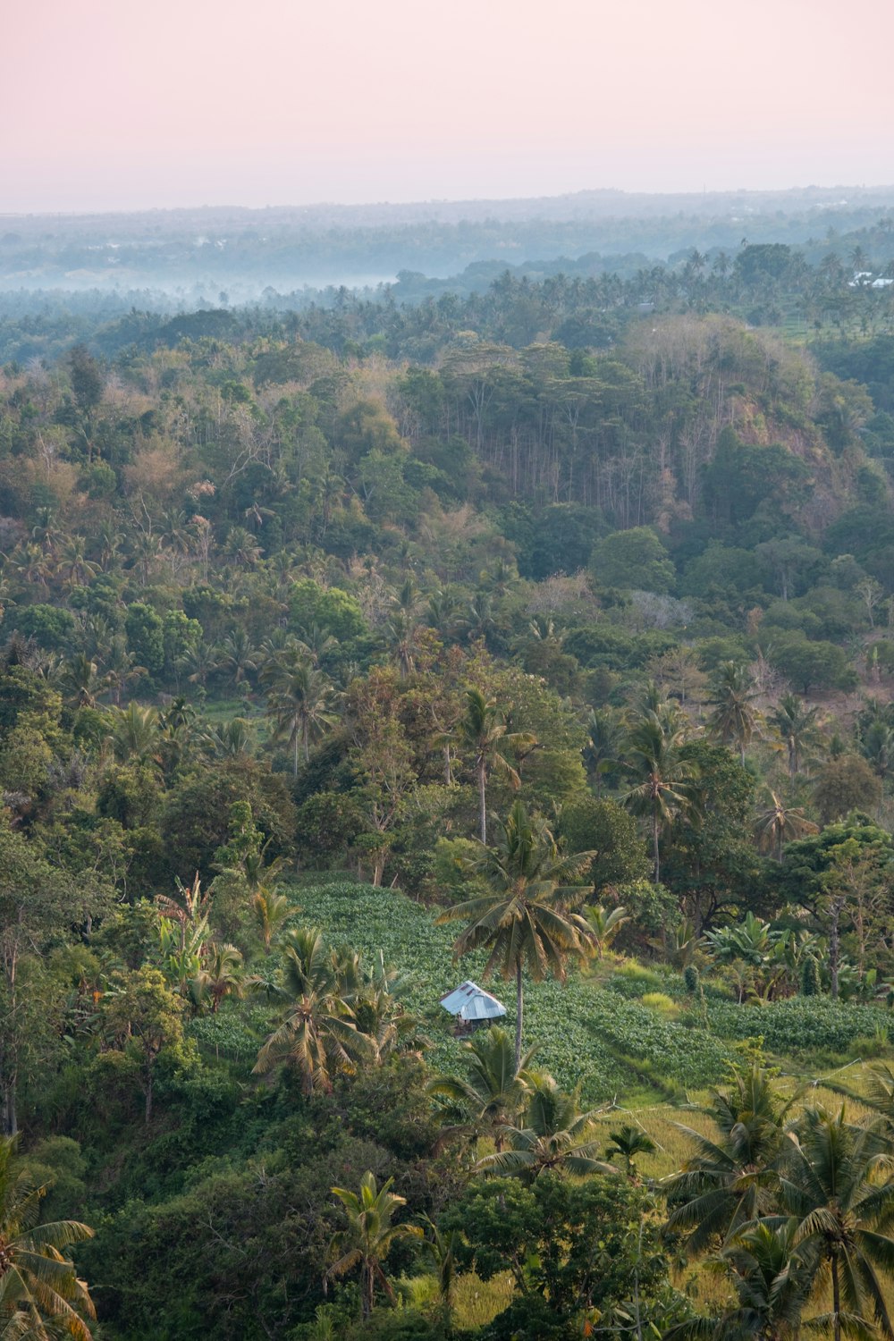 a lush green forest filled with lots of trees