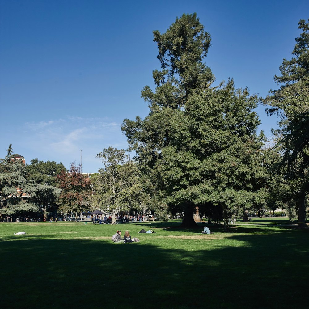 a group of people sitting on top of a lush green park