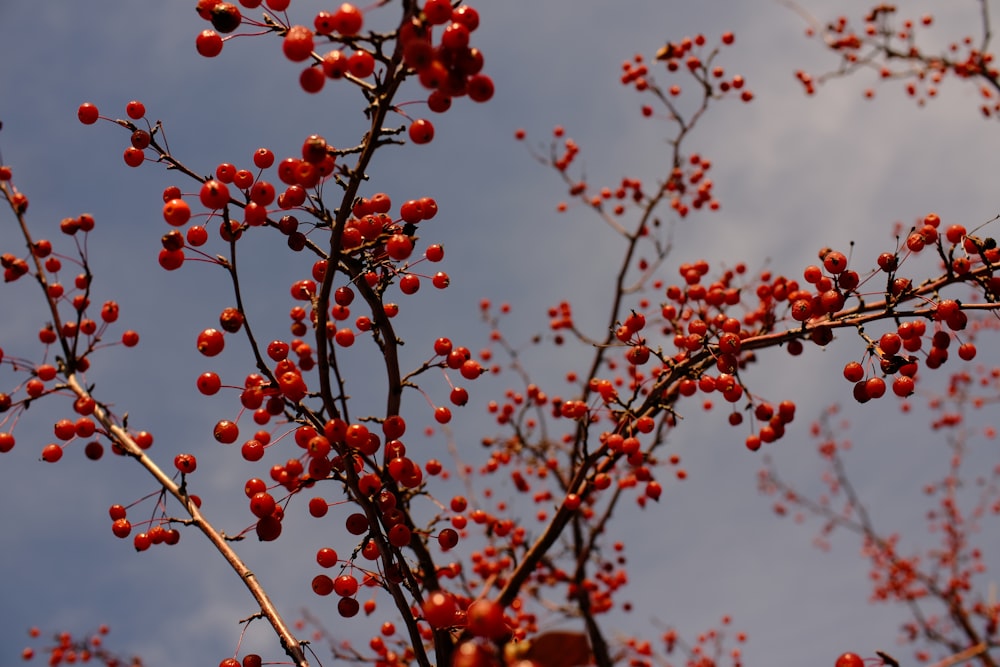 red berries on a tree with blue sky in the background