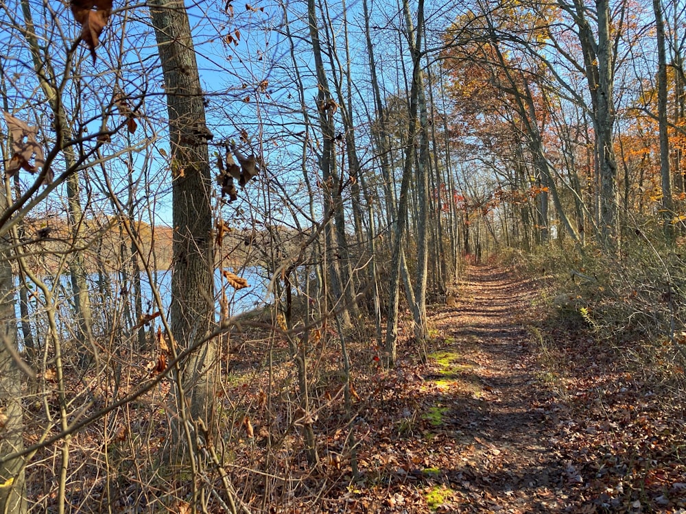 a dirt path in the woods with lots of leaves on the ground