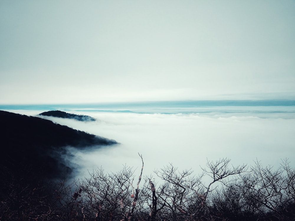 a foggy landscape with trees and mountains in the distance