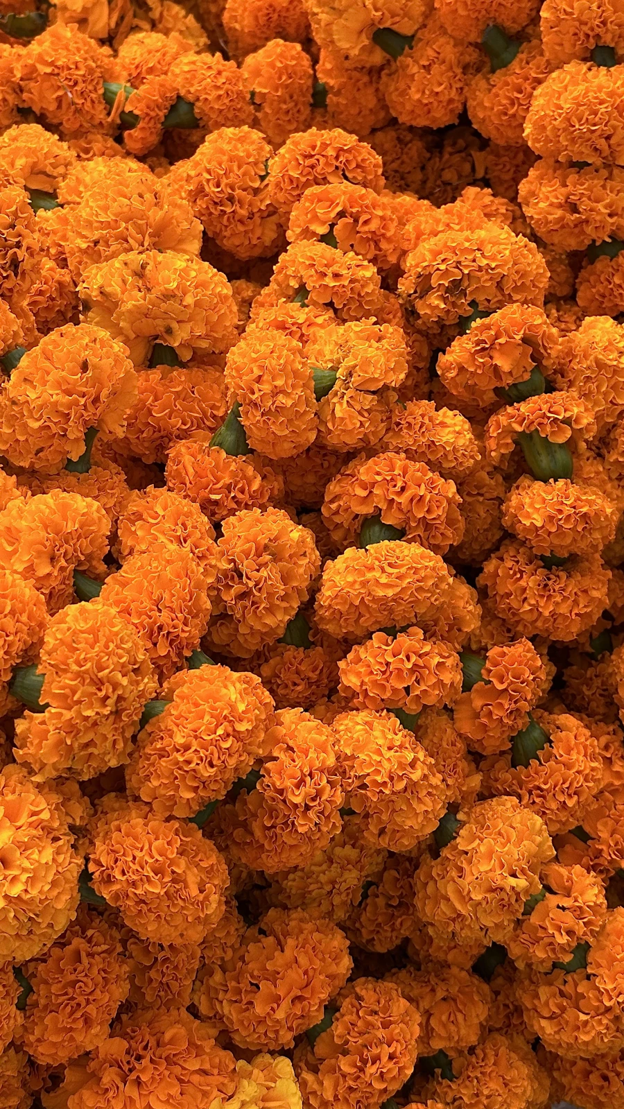 Ekadashi