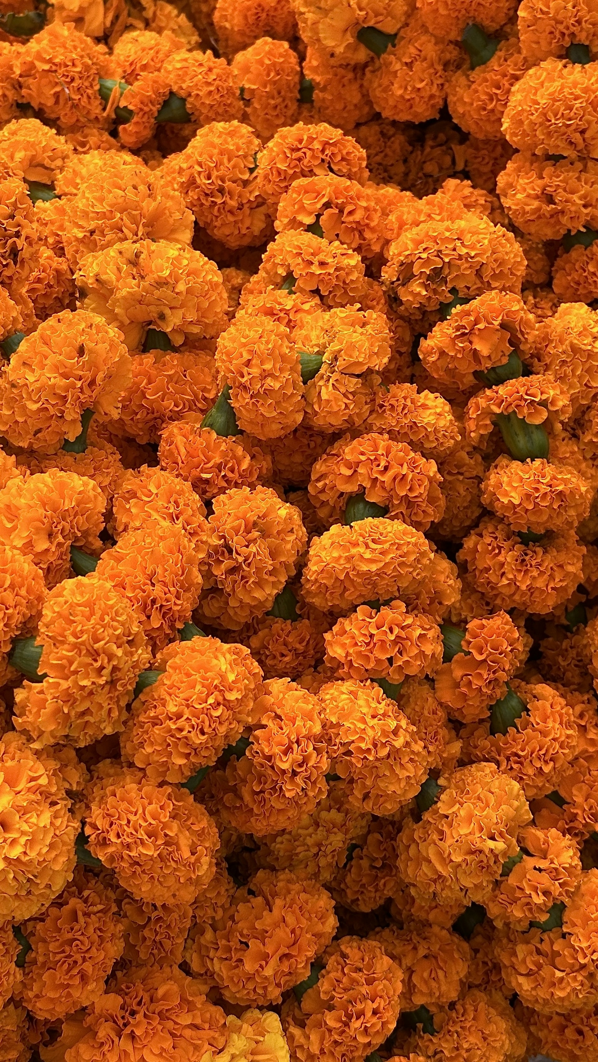 a close up of a bunch of orange flowers