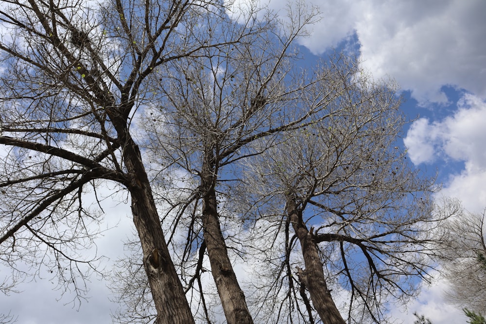 a couple of tall trees standing next to each other