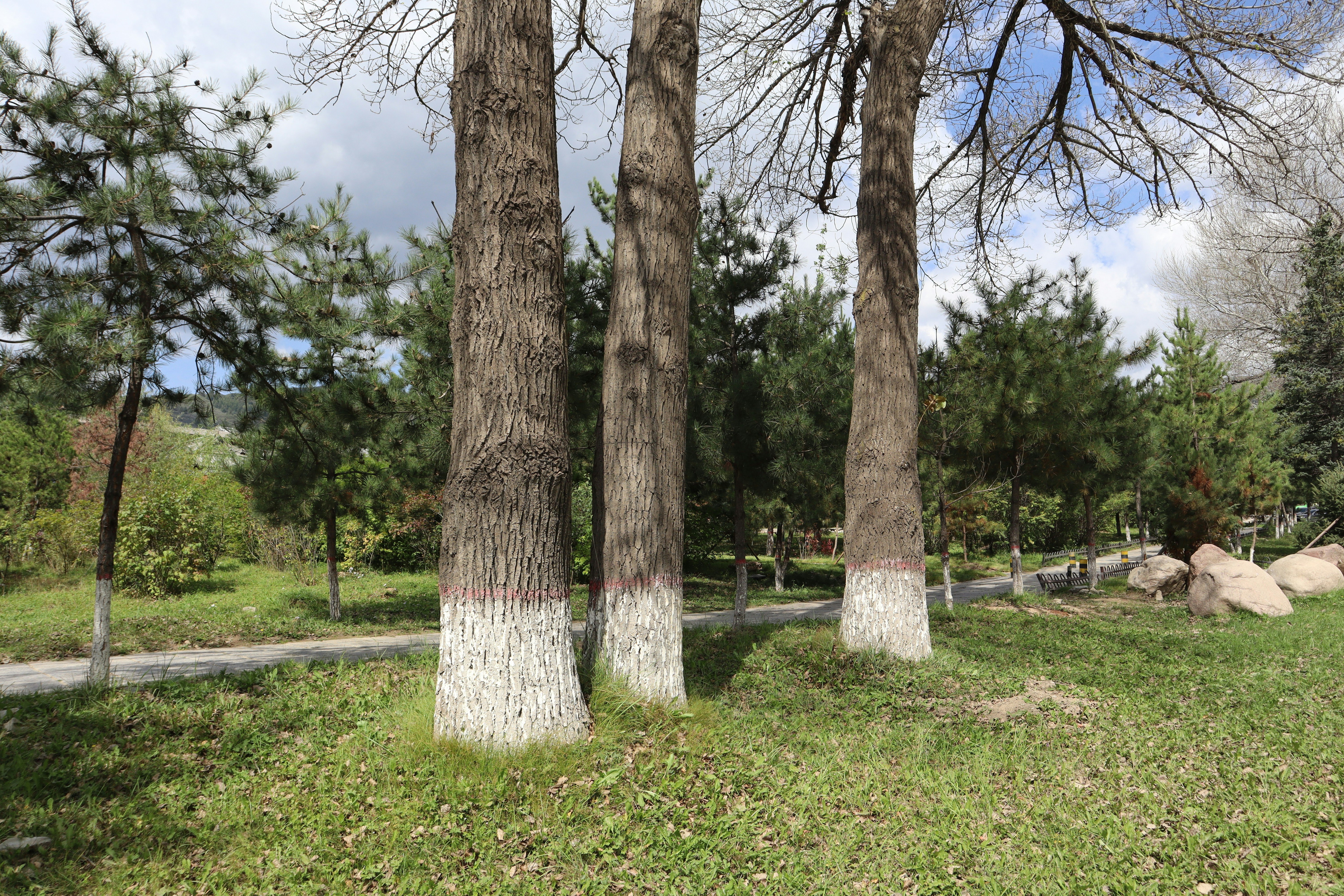 Photo by zhonglimozi