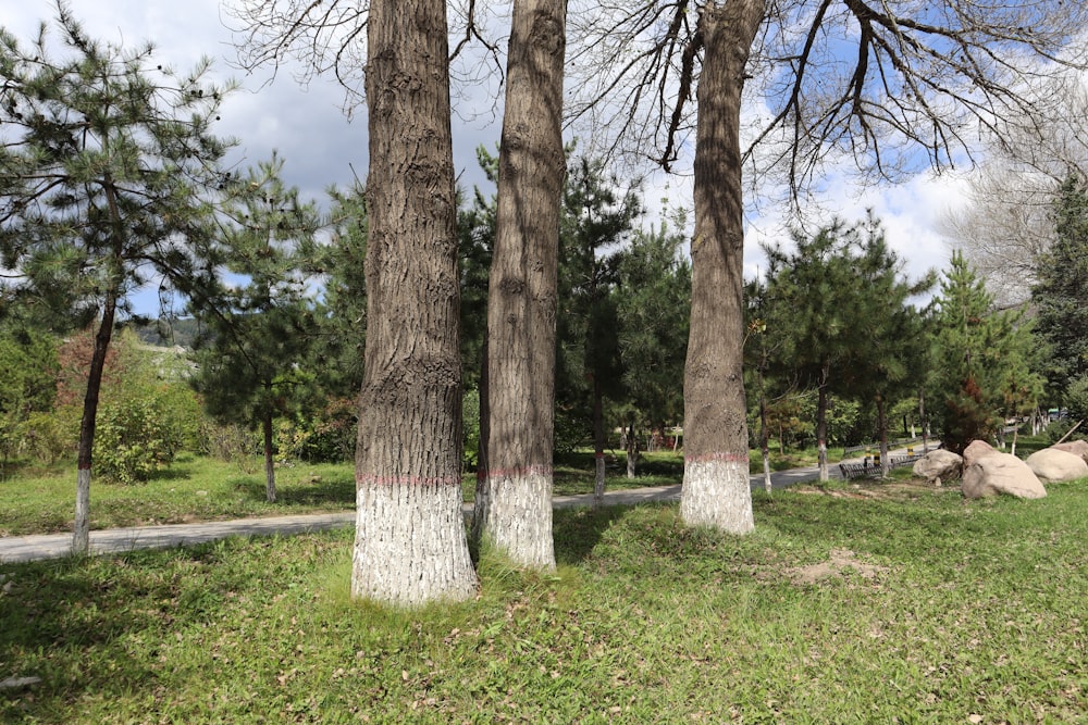 a couple of trees that are standing in the grass