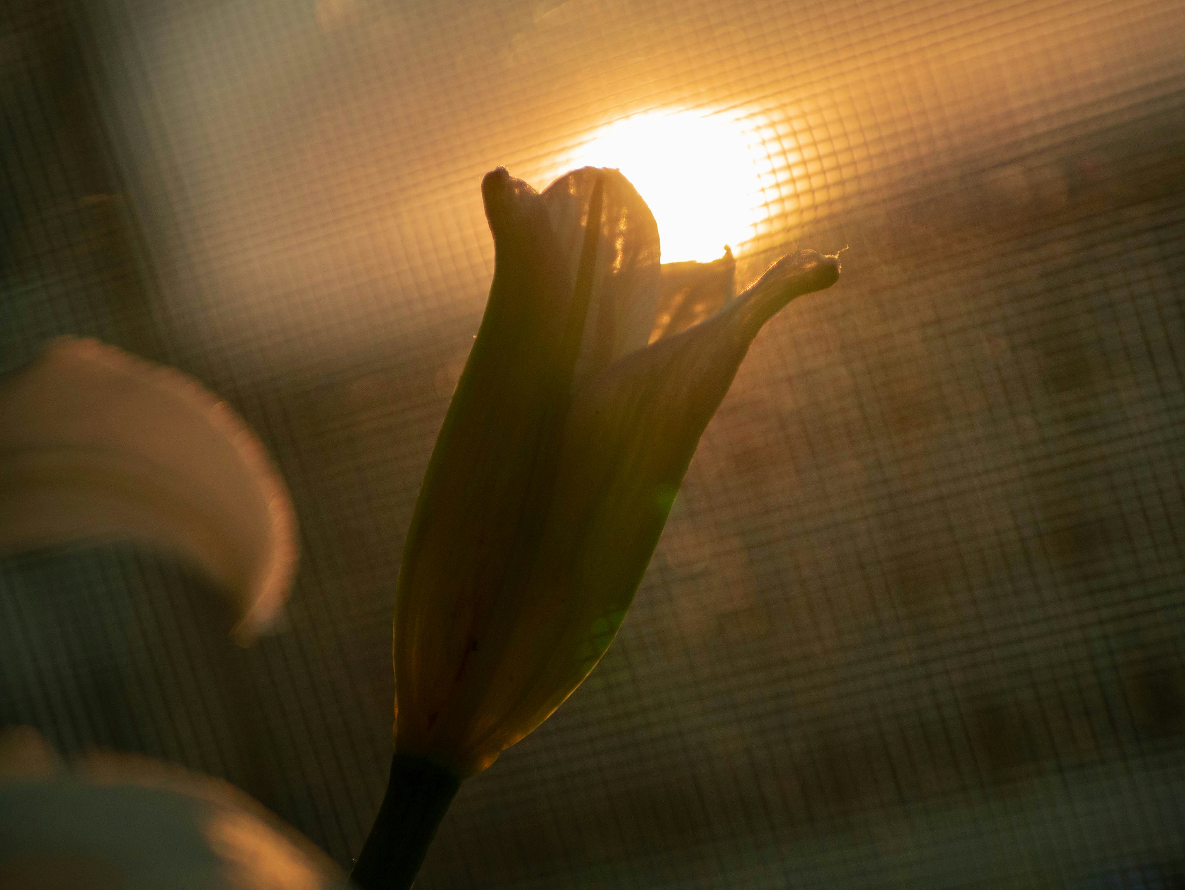 A close-up of a dewy flower in the morning light, symbolizing new beginnings and positivity.