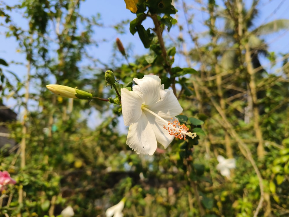 a close up of a white flower on a tree