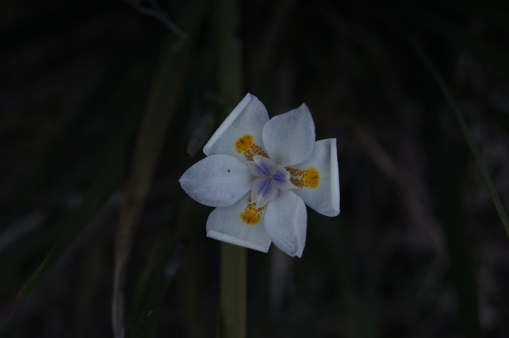 a white flower with a yellow center in the dark