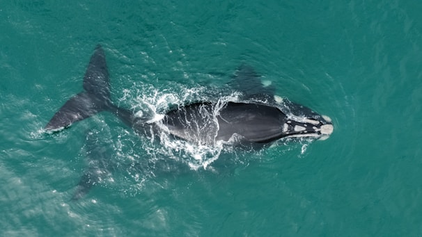 A close-up of a humpback whale swimming gracefully in the clear waters.