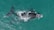 A large whale swims in clear teal water, its dark body almost entirely submerged except for the back and tail fin visible above the surface. White markings are noticeable near its head, and small ripples of water indicate movement.