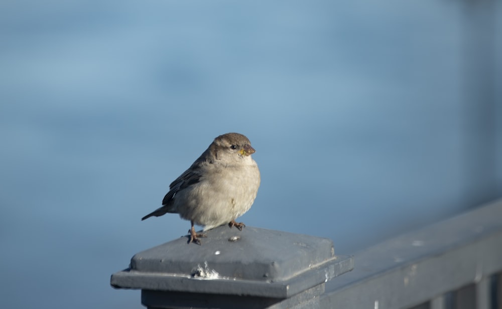 a small bird sitting on top of a metal post