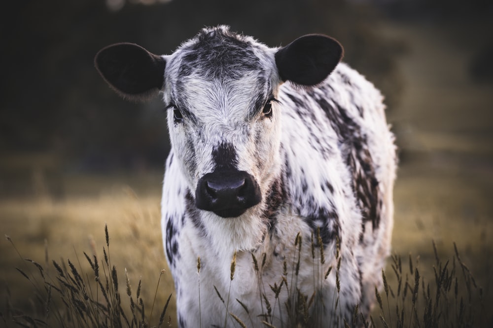 a black and white cow standing in a field