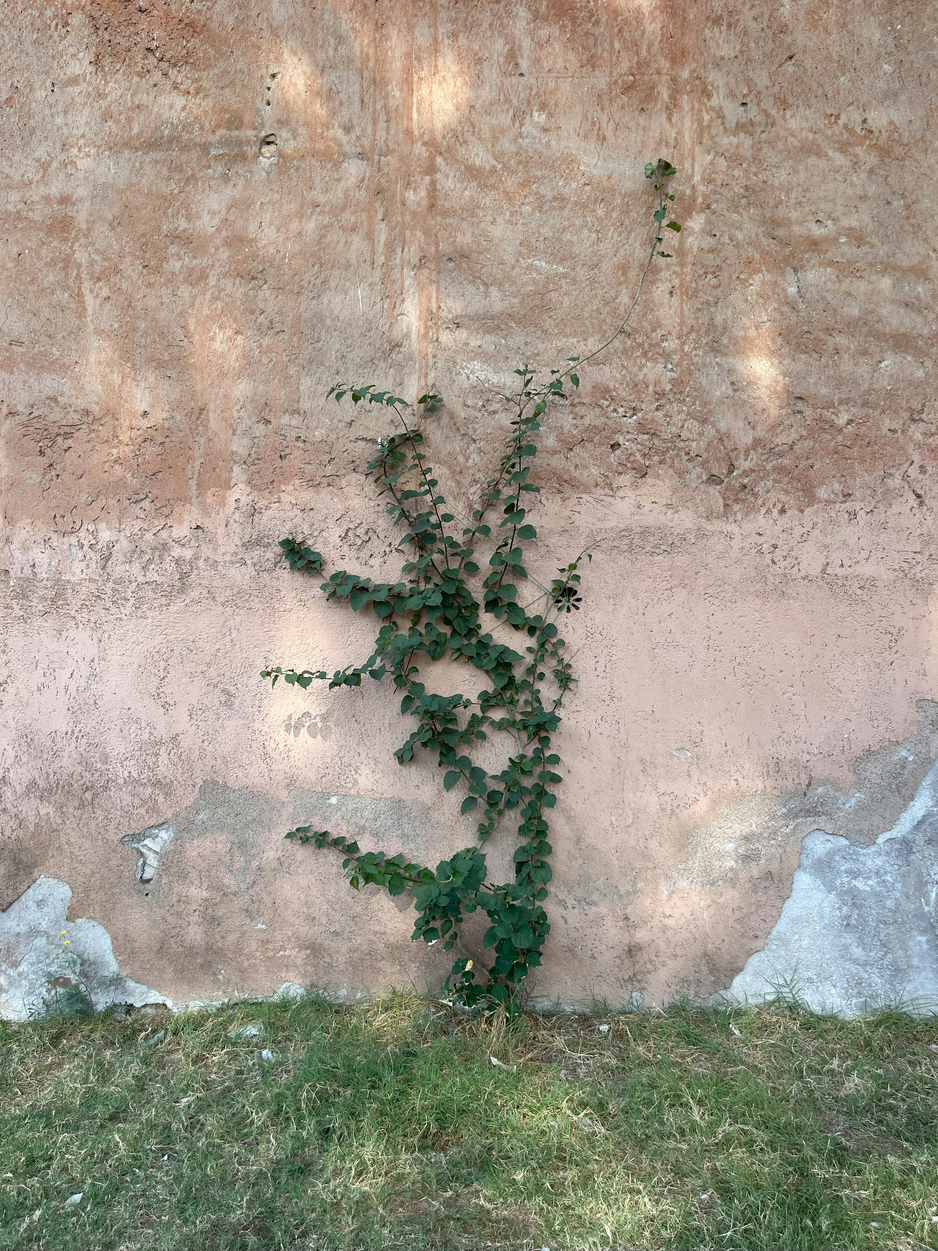 Una planta está creciendo en el costado de una pared