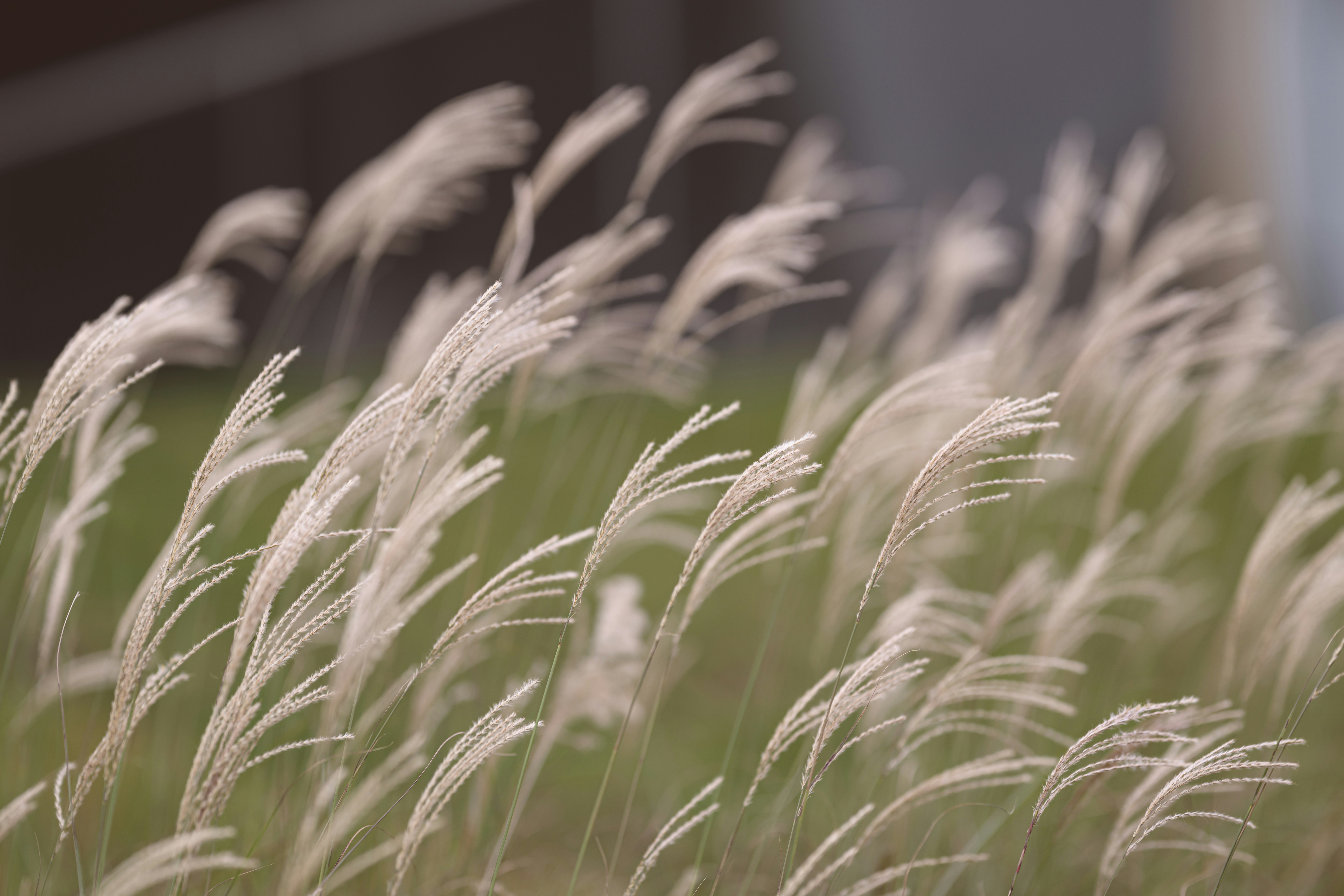 Reducing Outdoor Allergens and Odors: How Automated Lawn Care Affects Air Around Your Home