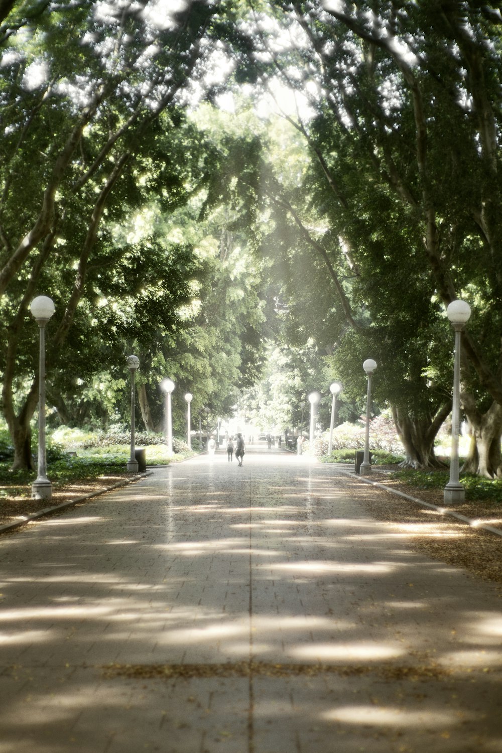 a park with a lot of trees and people walking down it