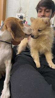 A person is holding two small dogs, a Beagle with a brown and white coat, and a fluffy light brown dog. They are indoors, with a power outlet and some small items visible in the background.