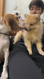 A person is holding two small dogs, a Beagle with a brown and white coat, and a fluffy light brown dog. They are indoors, with a power outlet and some small items visible in the background.