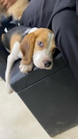 A beagle puppy resting elegantly on a vintage leather saddle against a backdrop of Texas ranch land.