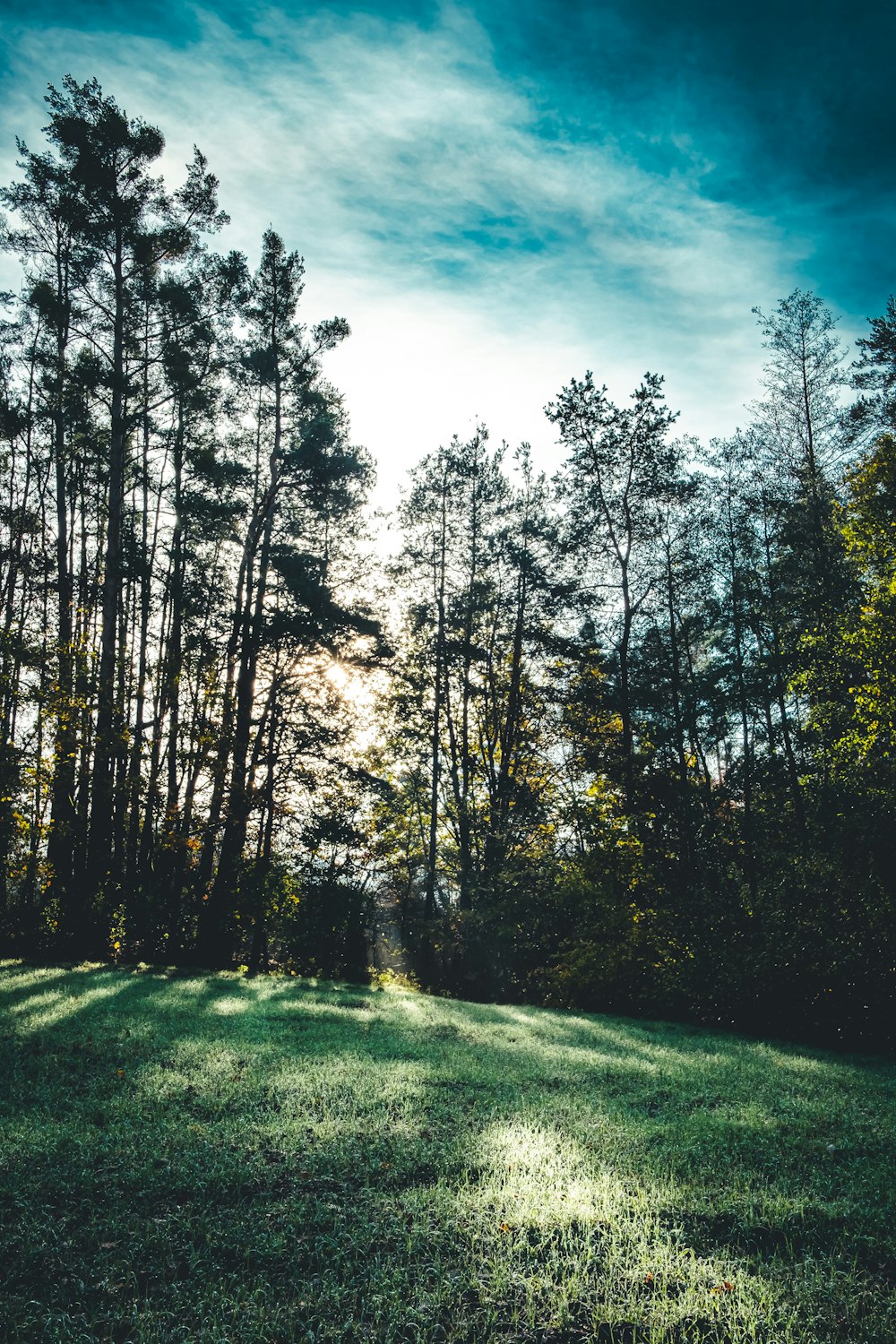 a grassy field with trees in the background