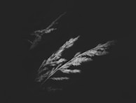 A monochrome study of natural forms with delicate cross-hatching.