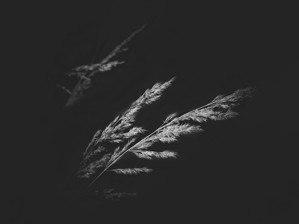 a black and white photo of some grass