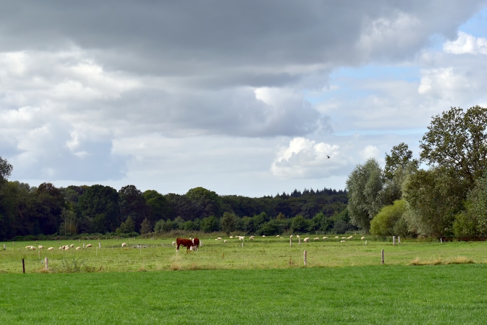 a herd of cattle grazing on a lush green field