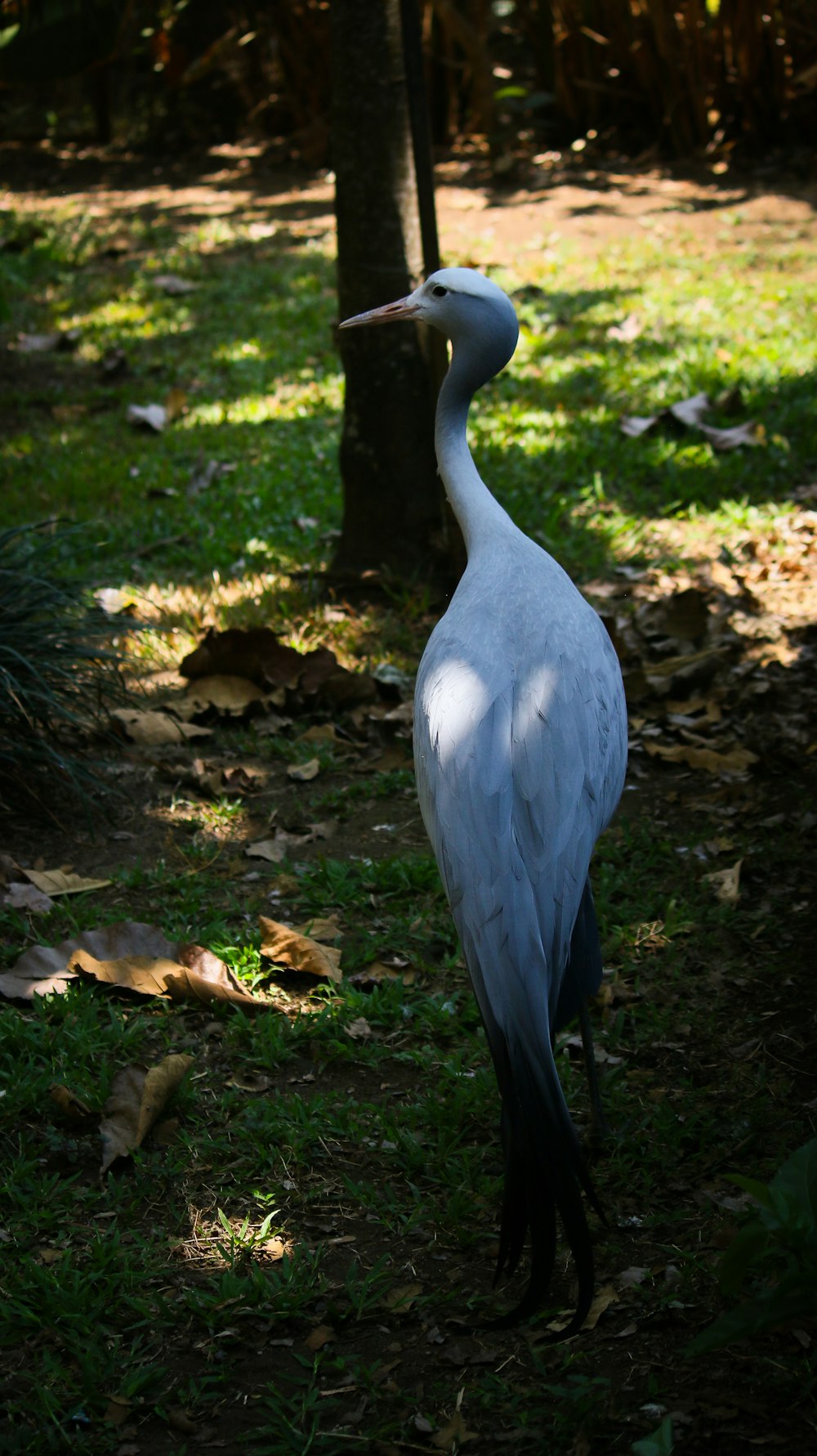 a large white bird standing in the grass