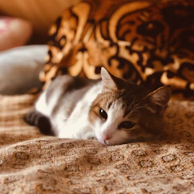A cozy scene of a cat curled up next to a bowl of premium cat food on a soft blanket.