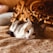 A happy cat enjoying a meal in a cozy home setting.