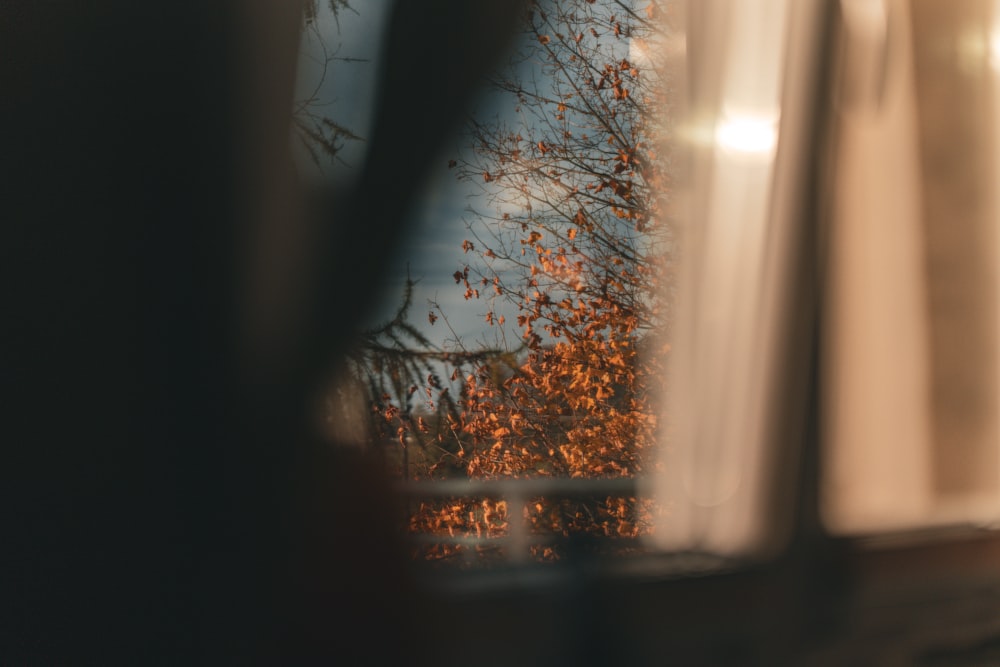 Una vista de un árbol fuera de una ventana