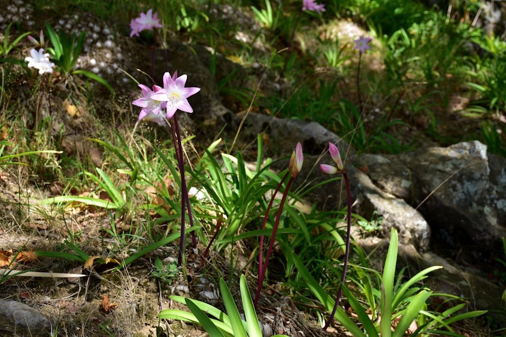 un gruppo di fiori che sono nell'erba