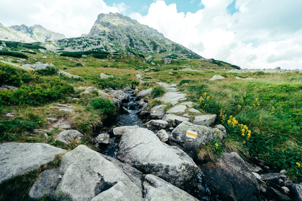 a small stream running through a lush green hillside