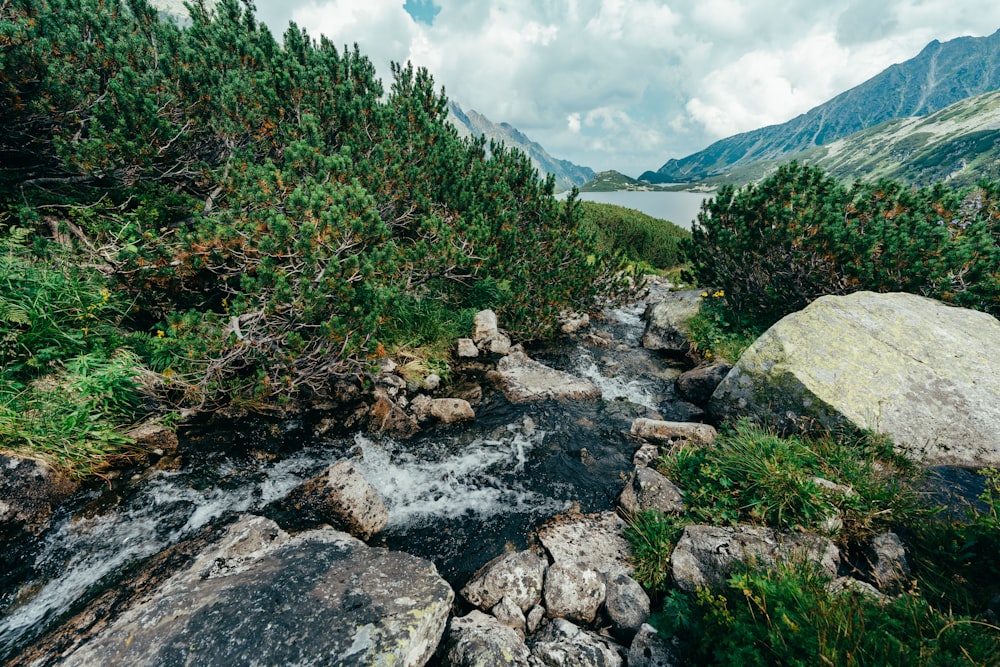 a river running through a lush green forest