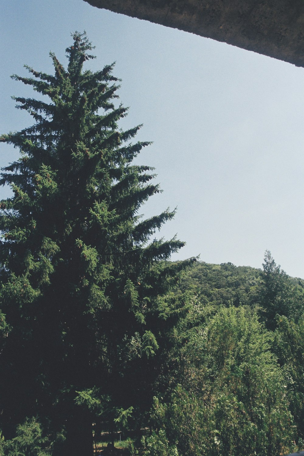 a view of a tree from a bench in a park