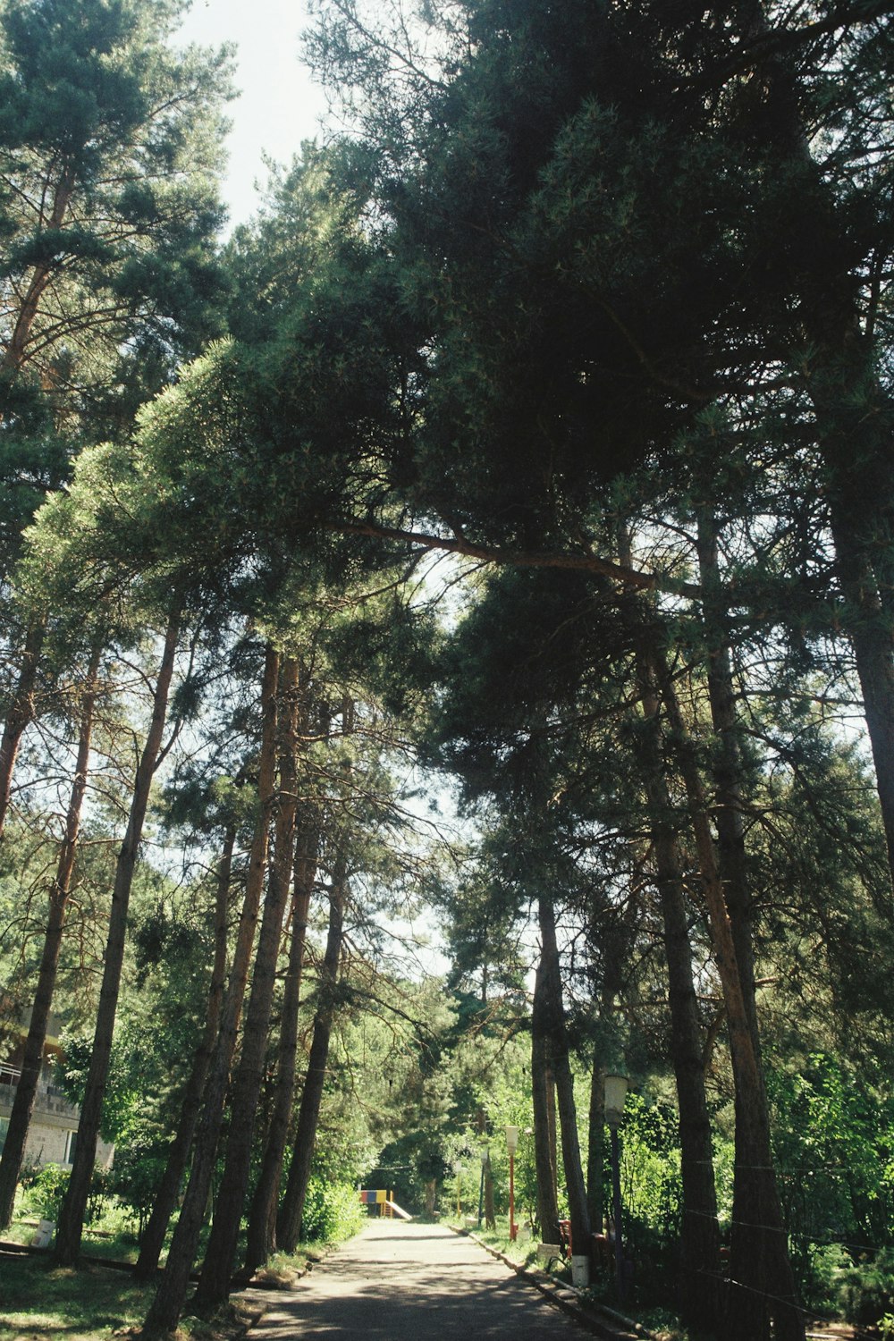 a dirt road surrounded by tall pine trees