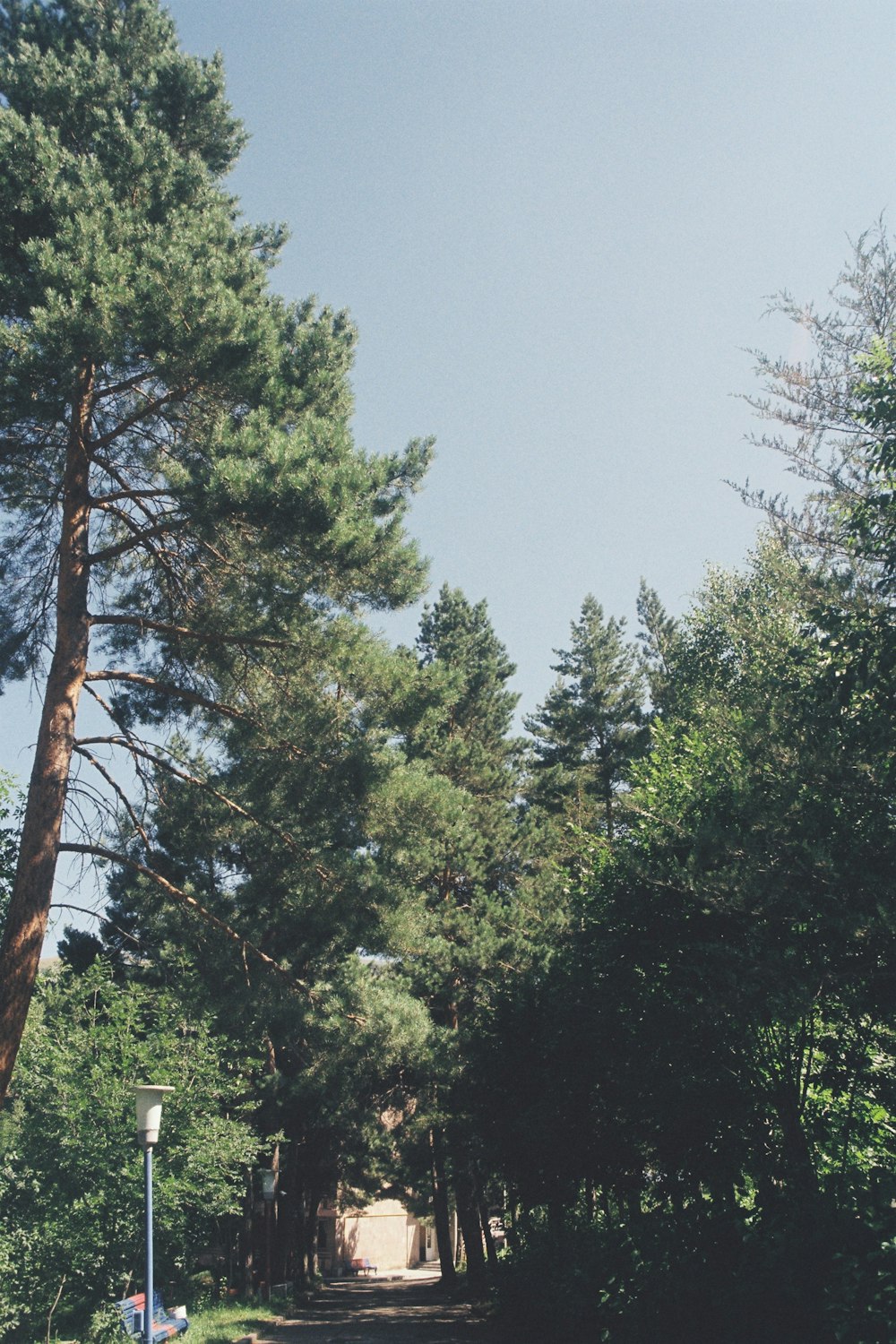 a dirt road surrounded by trees and bushes