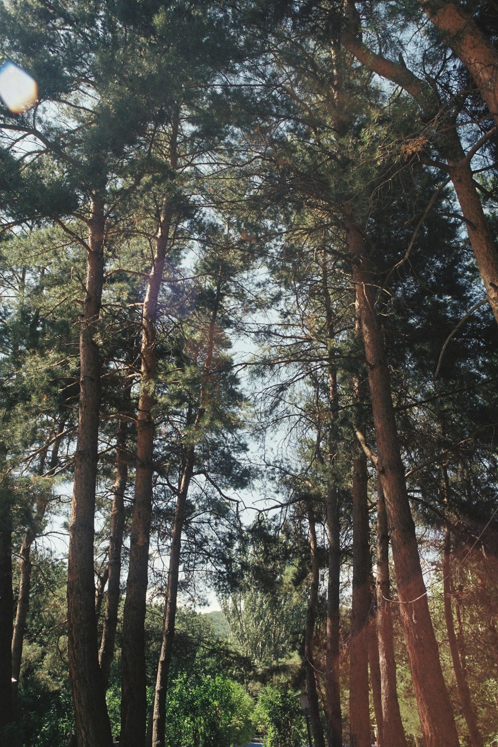 the sun shines through the trees in the forest