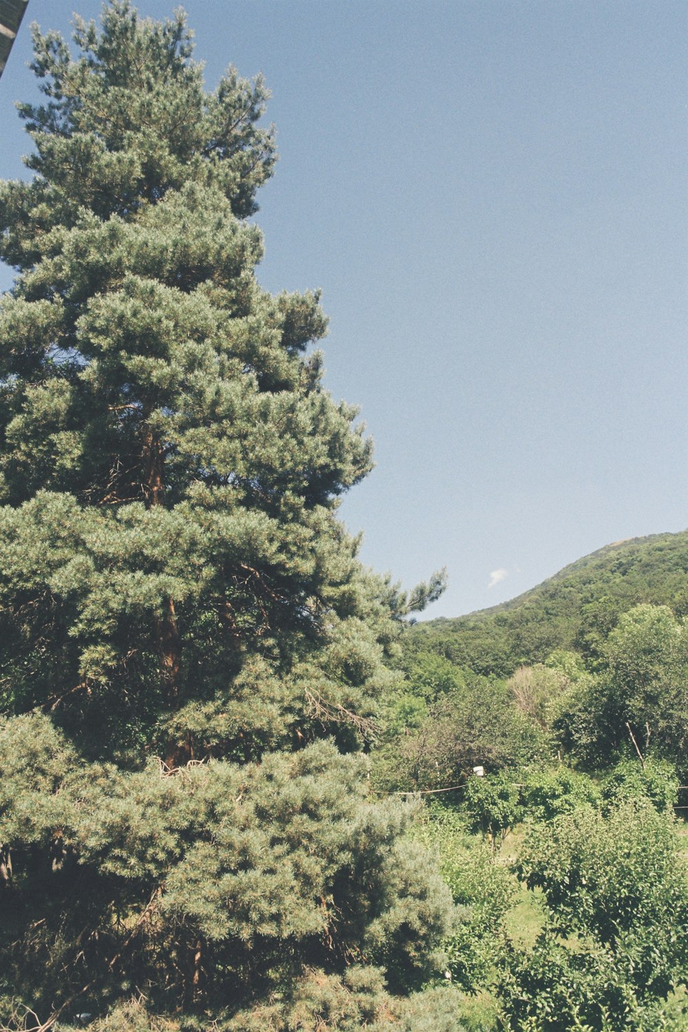 a large pine tree in the middle of a forest