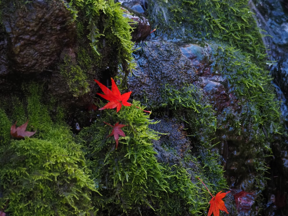 a red flower sitting on top of a moss covered rock