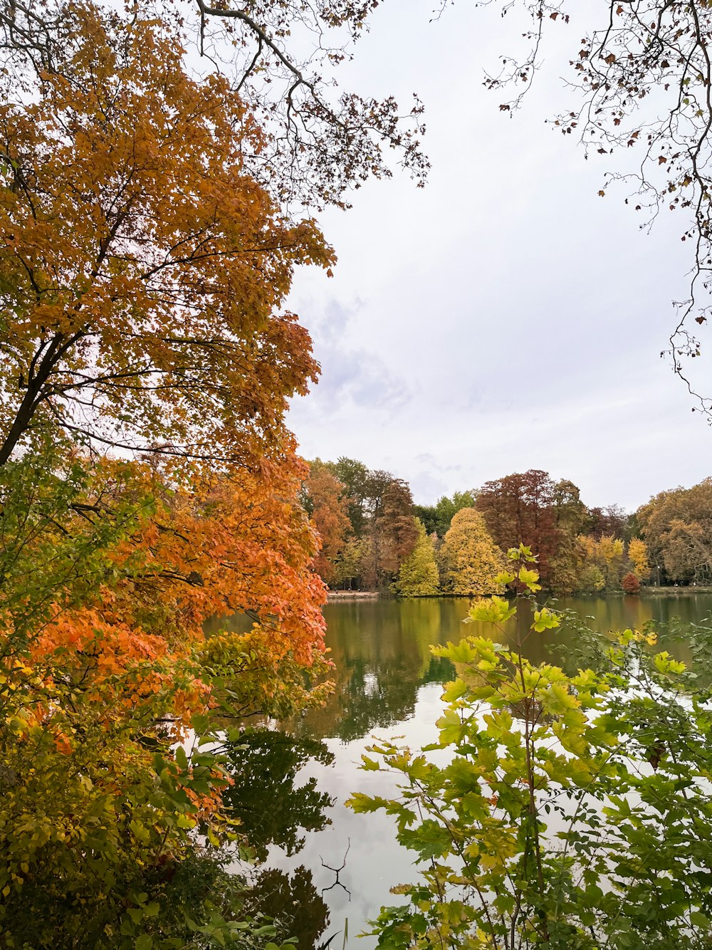 a body of water surrounded by lots of trees