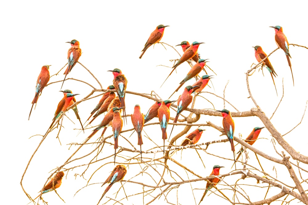 a flock of birds sitting on top of a tree branch