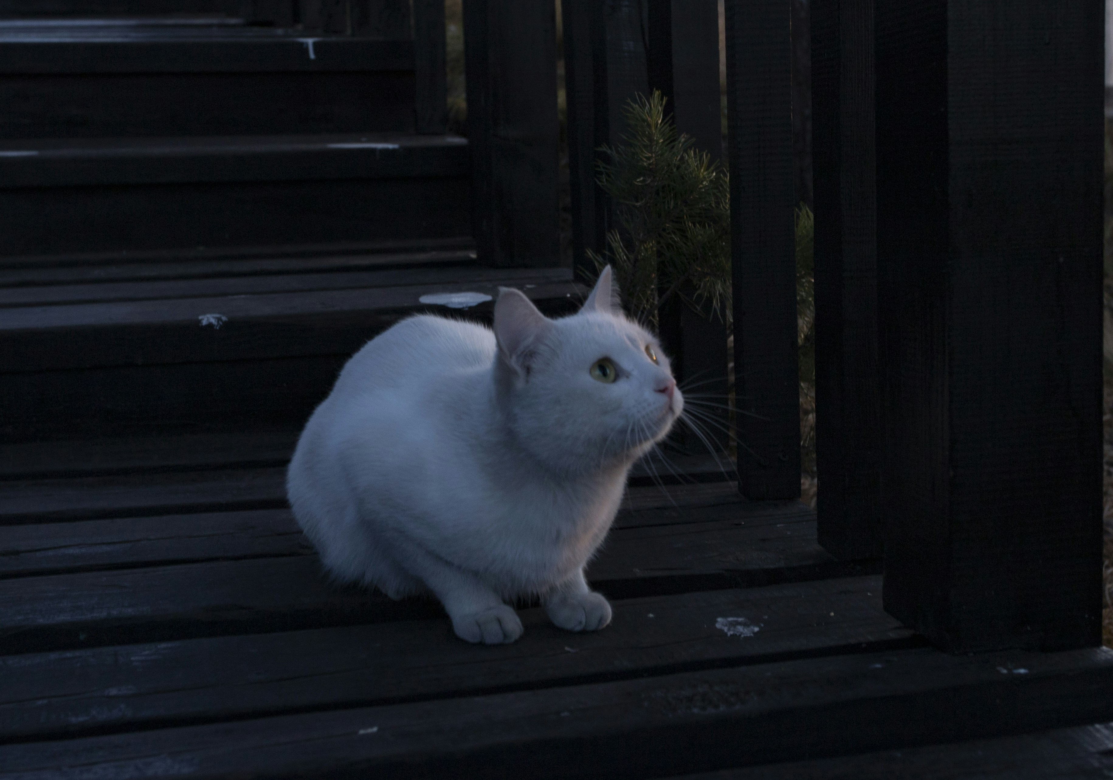 a white cat sitting on top of a wooden porch