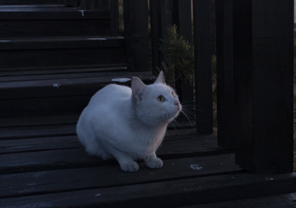a white cat sitting on top of a wooden porch