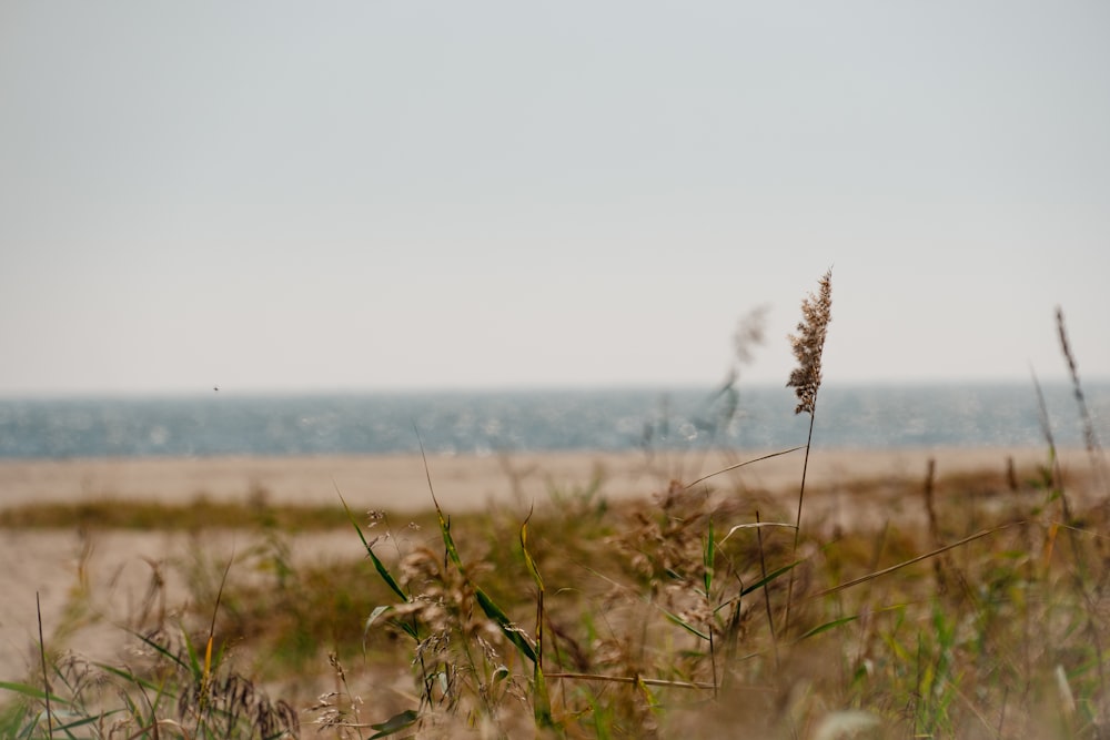 a view of a beach from a grassy area