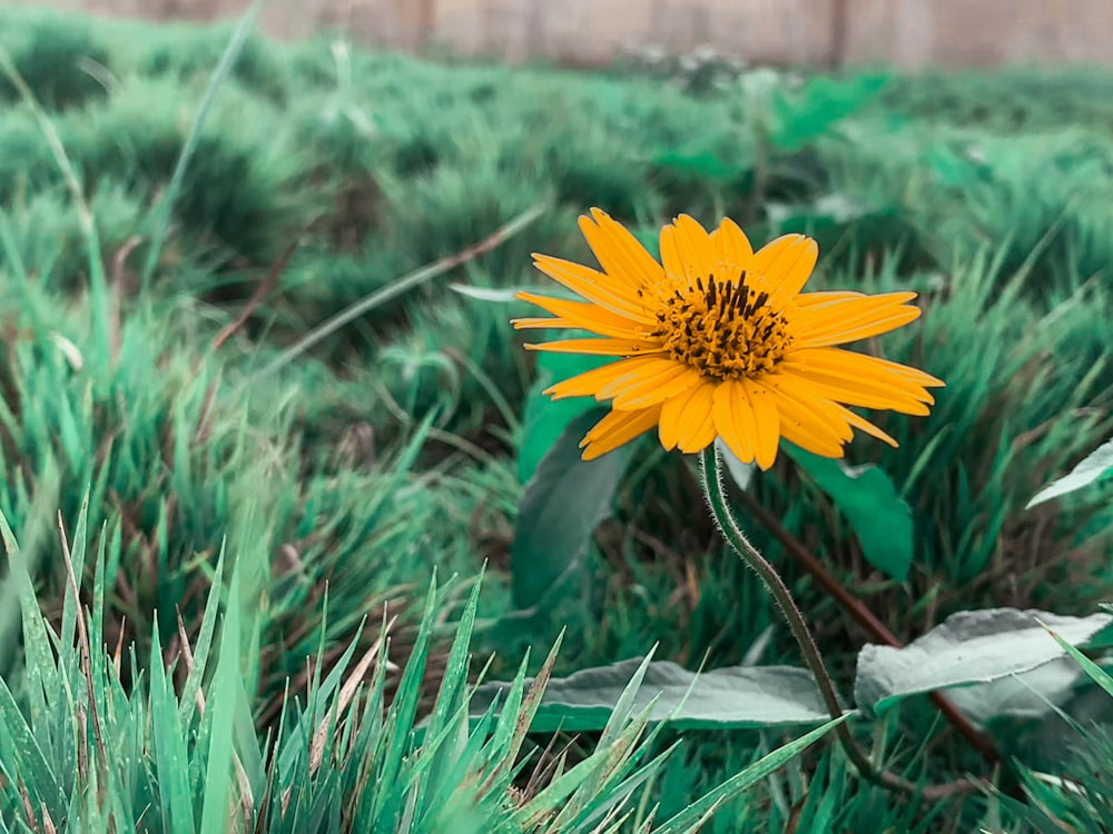 a yellow flower in a field of green grass