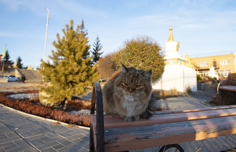 a cat sitting on top of a wooden bench