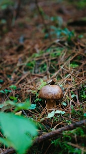 A mushroom is growing amidst a forest floor covered with pine needles and patches of green moss. The environment is dense with organic debris, providing a natural and earthy setting typical of a woodland area.